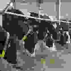 Запускаются долгосрочные льготные кредиты под 6% на покупку племенного скота