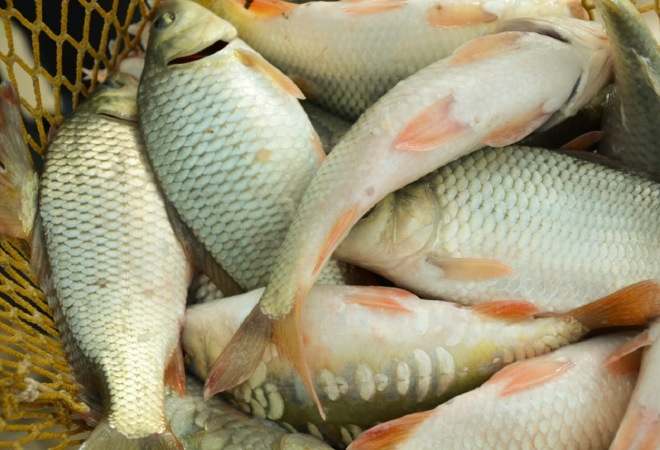 Қазақстанда балық өнімдерін өндіру көлемі артты