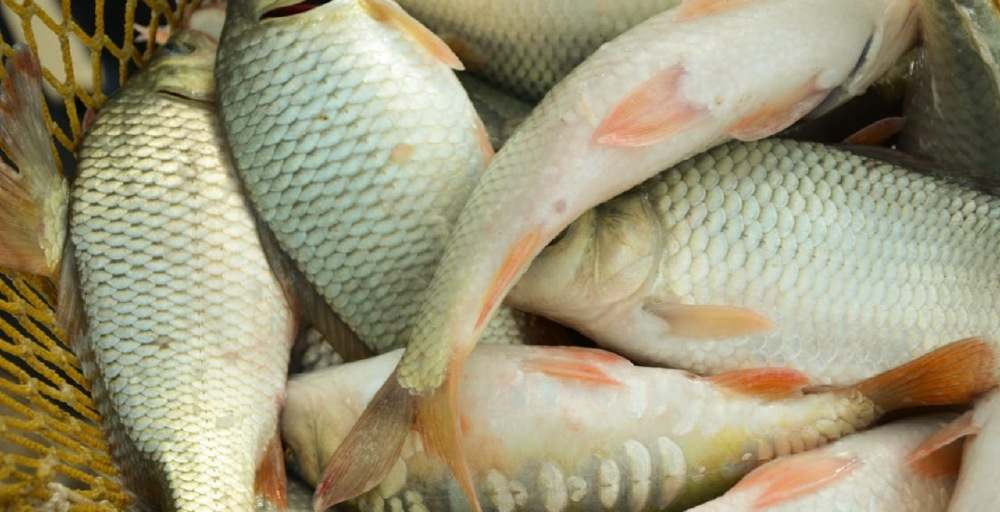 Қазақстанда балық өнімдерін өндіру көлемі артты