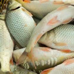 Қазақстанда балық өнімдерін өндіру көлемі артты