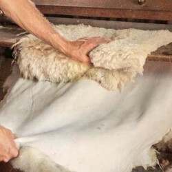  Тері мен жүн өңдеу: елде 9,9 млрд теңгенің инвестициялық жобалары жүзеге асады