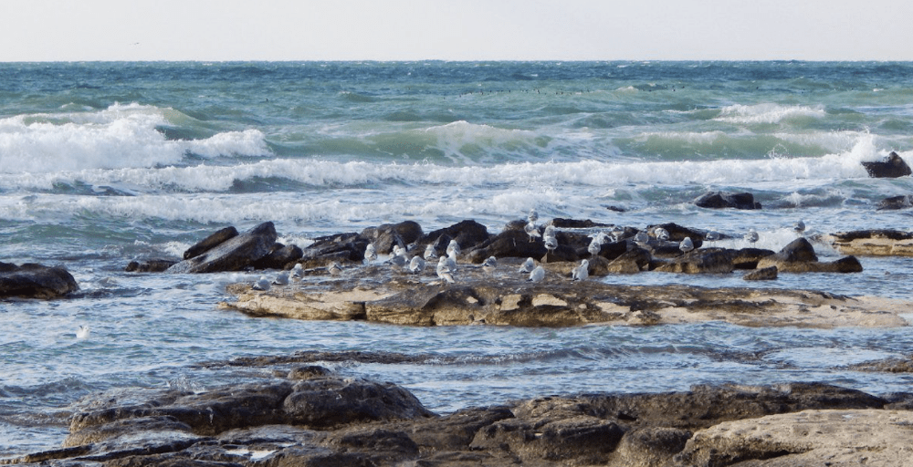 Каспийді зерттеуге 1,1 млрд теңге бөлінді