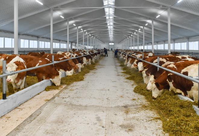 Алтай ауданында автоматтандырылған сүт фермасы іске қосылады