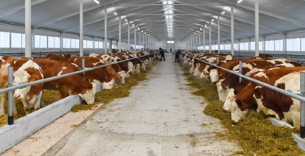 Алтай ауданында автоматтандырылған сүт фермасы іске қосылады