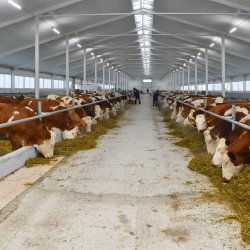 Алтай ауданында автоматтандырылған сүт фермасы іске қосылады