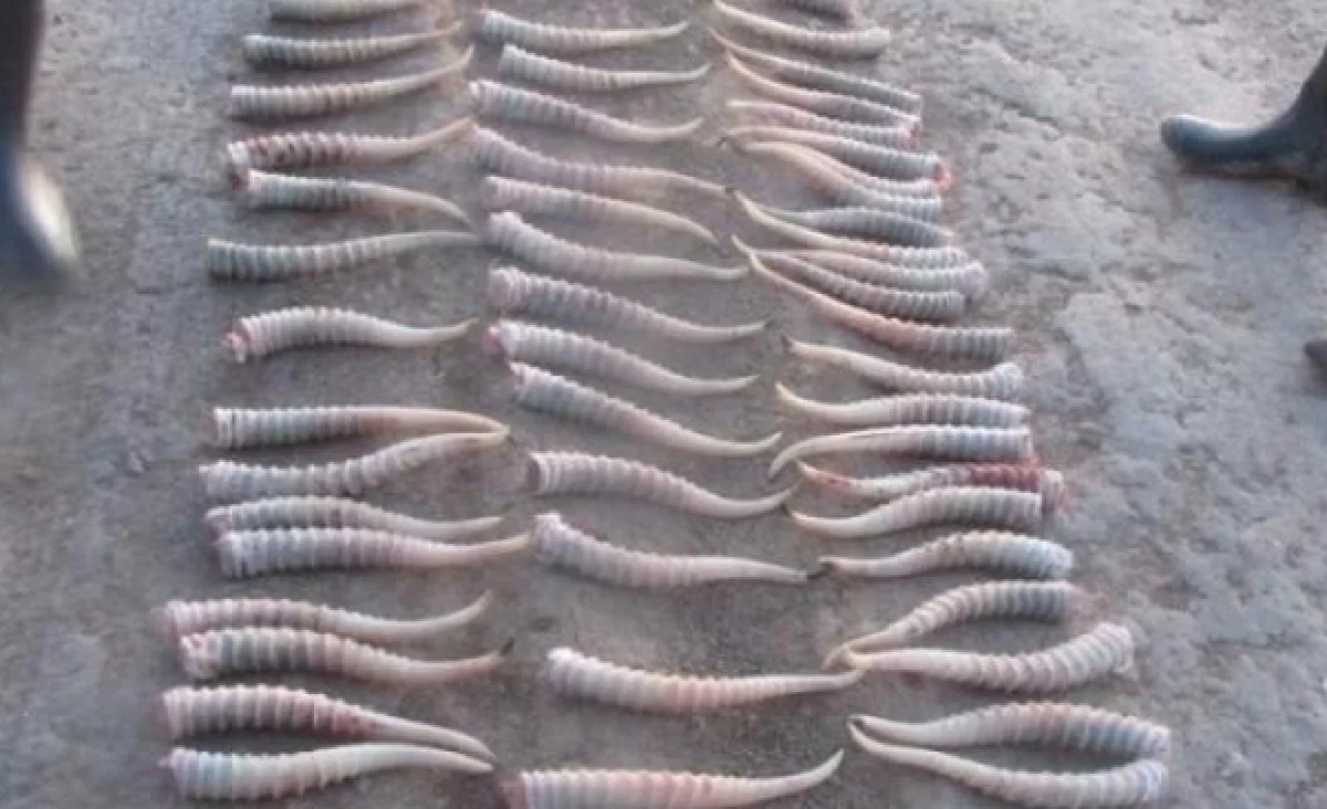 Қазақстан киік мүйізін халықаралық нарыққа шығарады 