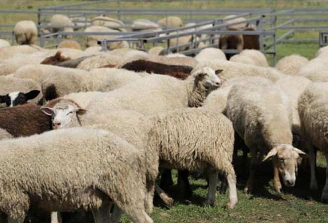 Қой шаруашылығындағы парадокс: мүмкіндік пен шектеу