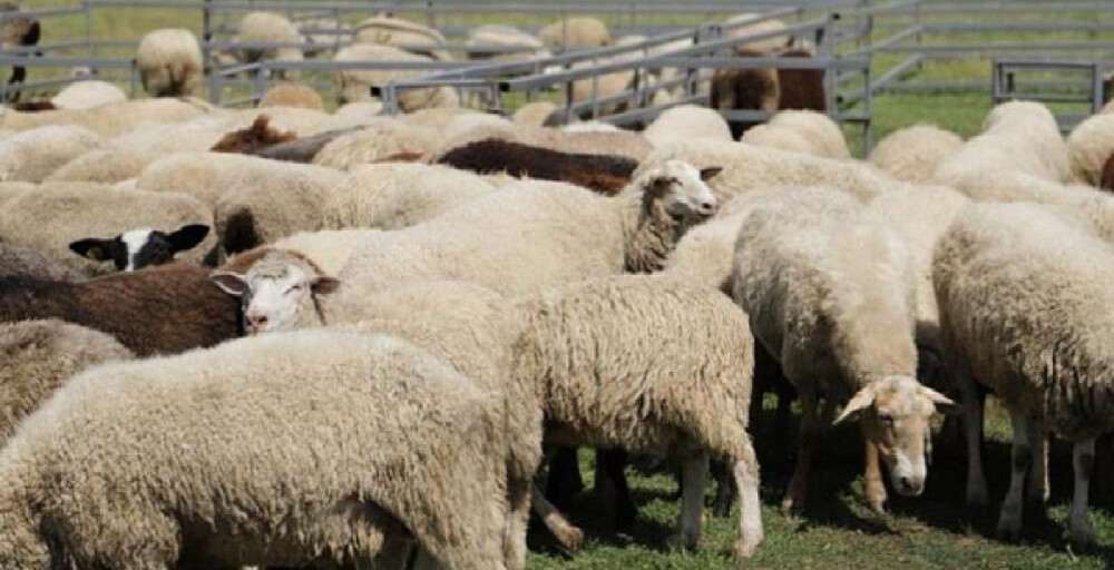 Қой шаруашылығындағы парадокс: мүмкіндік пен шектеу