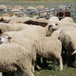 Қой шаруашылығындағы парадокс: мүмкіндік пен шектеу