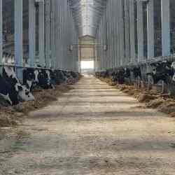 Мал шаруашылығына 6% жеңілдетілген несие беріле бастады