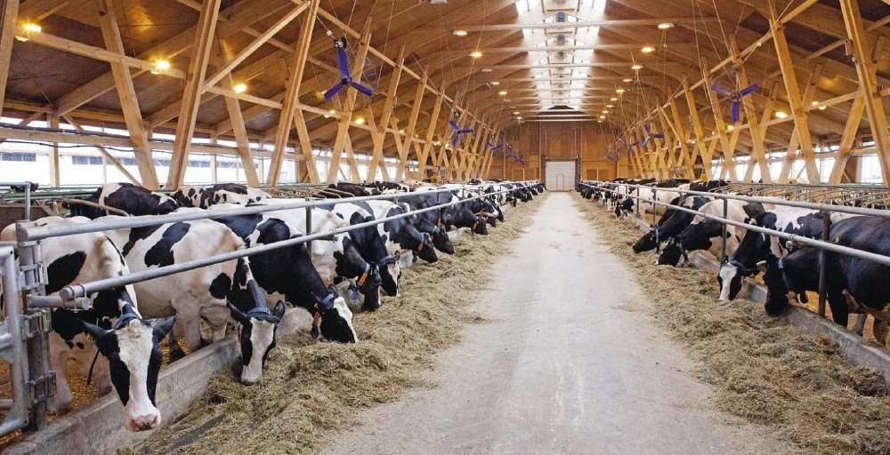 Қазақстанда асыл тұқымды малға 6% жеңілдетілген несие берілуде