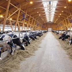 Қазақстанда асыл тұқымды малға 6% жеңілдетілген несие берілуде