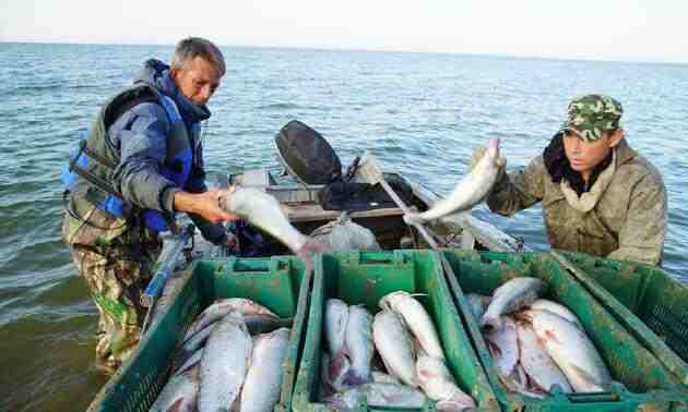 15 сәуірден бастап балықтың кей түрлерін аулауға тыйым салынады