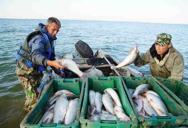 15 сәуірден бастап балықтың кей түрлерін аулауға тыйым салынады