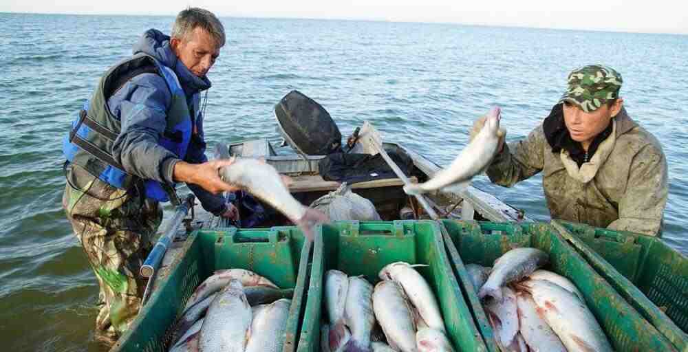 15 сәуірден бастап балықтың кей түрлерін аулауға тыйым салынады