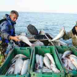 15 сәуірден бастап балықтың кей түрлерін аулауға тыйым салынады