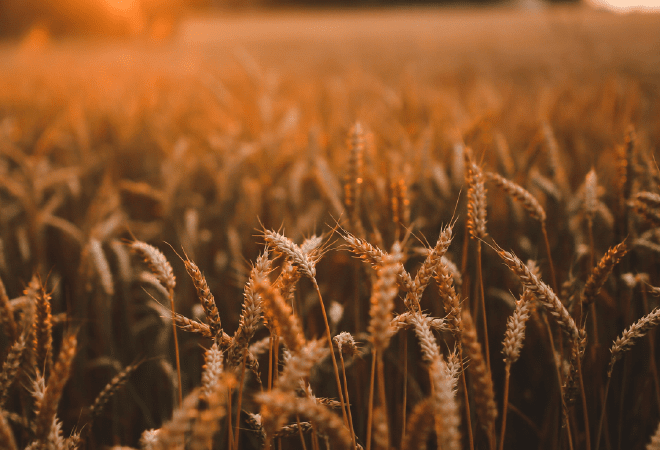 Казахстан вошел в топ-6 мира по сельхозугодьям