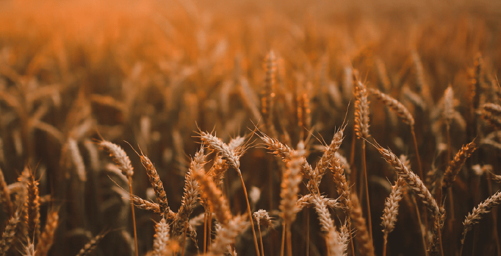 Казахстан вошел в топ-6 мира по сельхозугодьям