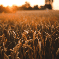 Казахстан вошел в топ-6 мира по сельхозугодьям