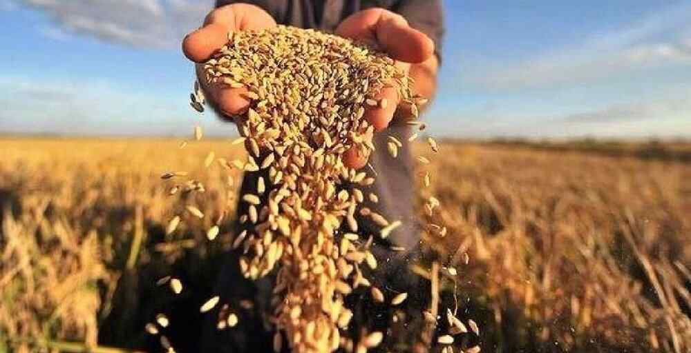 Су үнемдеу: Қазақстанда күріш алқабы 20 мың гектардан астамға қысқарды