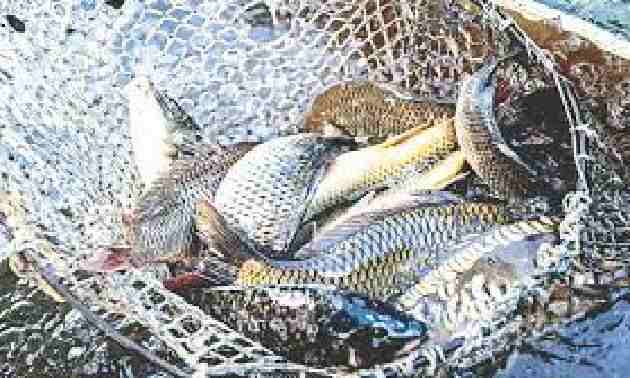 Балық шаруашылығы қарқын алып келеді