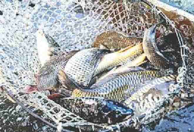 Балық шаруашылығы қарқын алып келеді