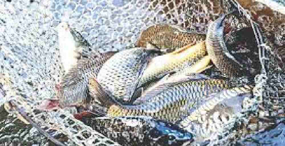 Балық шаруашылығы қарқын алып келеді