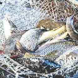 Балық шаруашылығы қарқын алып келеді