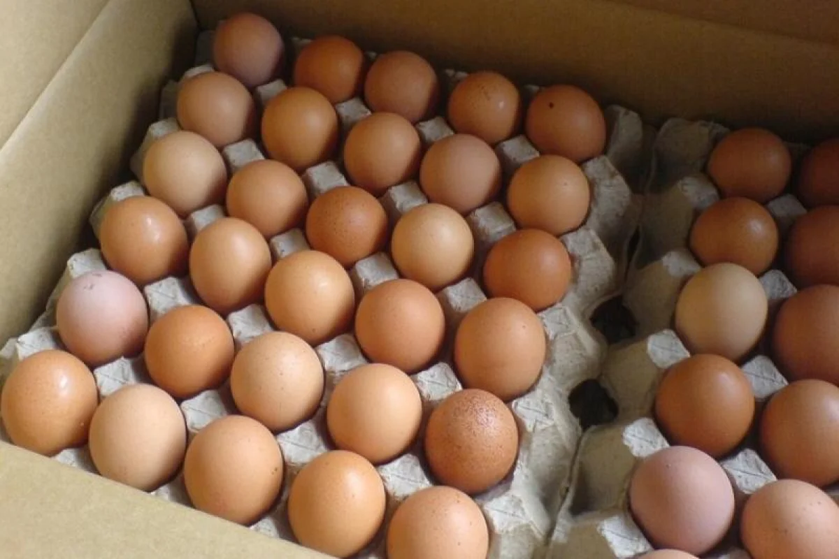 Қазақстанға шетелден жұмыртқа әкелуге уақытша тыйым салынды