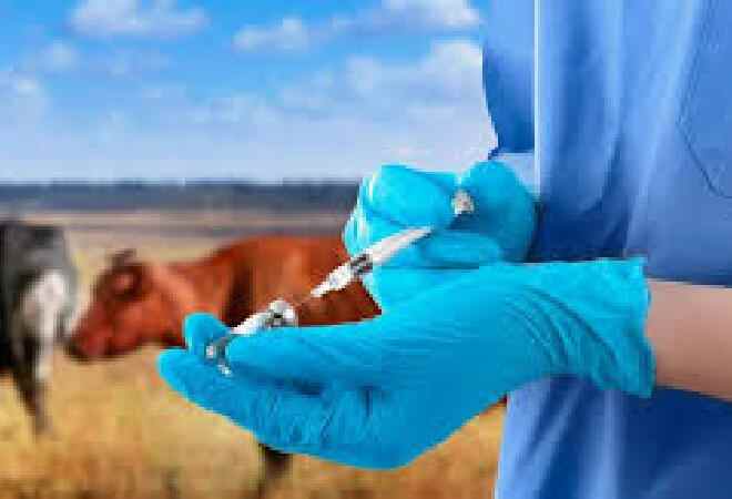 Ветеринария мамандарын қолдауға 22 млрд теңге бөлуді жоспарлап отыр