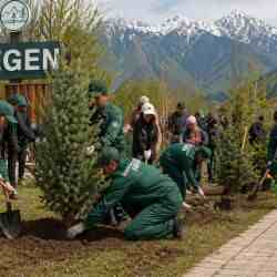 Кегендіктер 5000 ағаш егіп, &laquo;жасыл қақпа&raquo;  тұрғызады 