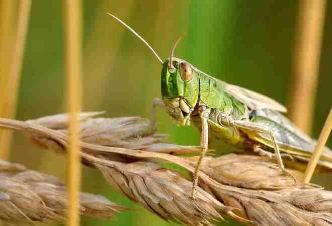Қазақстан шегірткемен күресте жасанды интеллектті қолданбақ