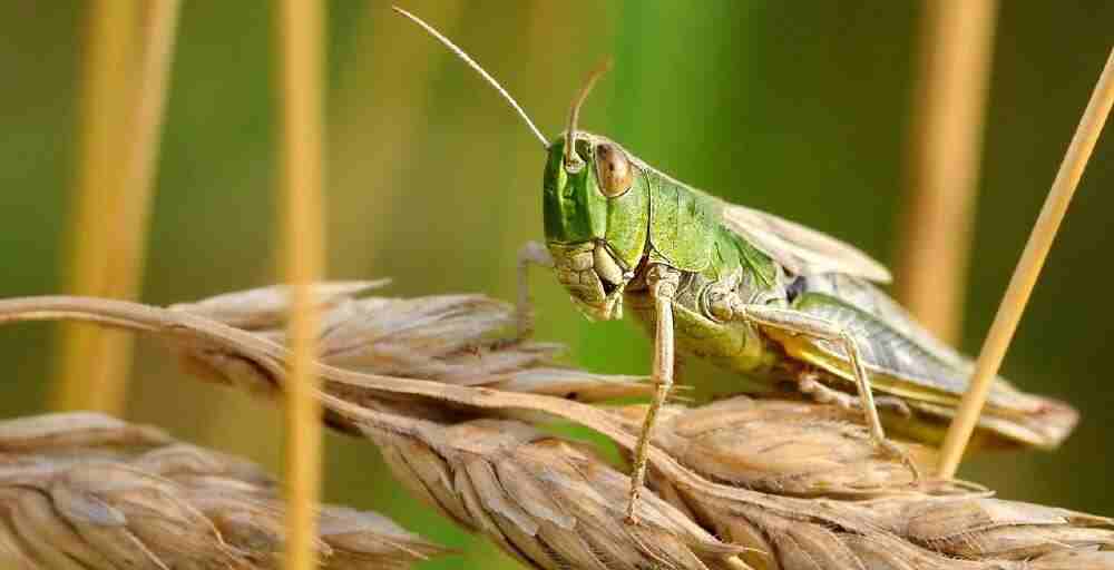 Қазақстан шегірткемен күресте жасанды интеллектті қолданбақ