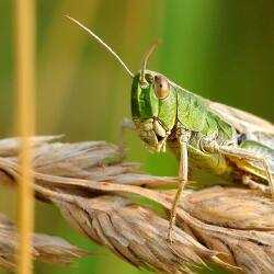 Қазақстан шегірткемен күресте жасанды интеллектті қолданбақ