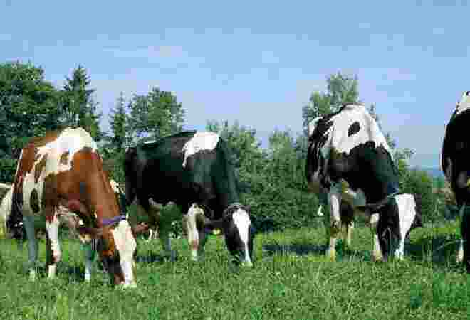 Қазақстан Даниядан 15 жылда 10,7 мың бас асыл тұқымды ірі қара мал сатып алды