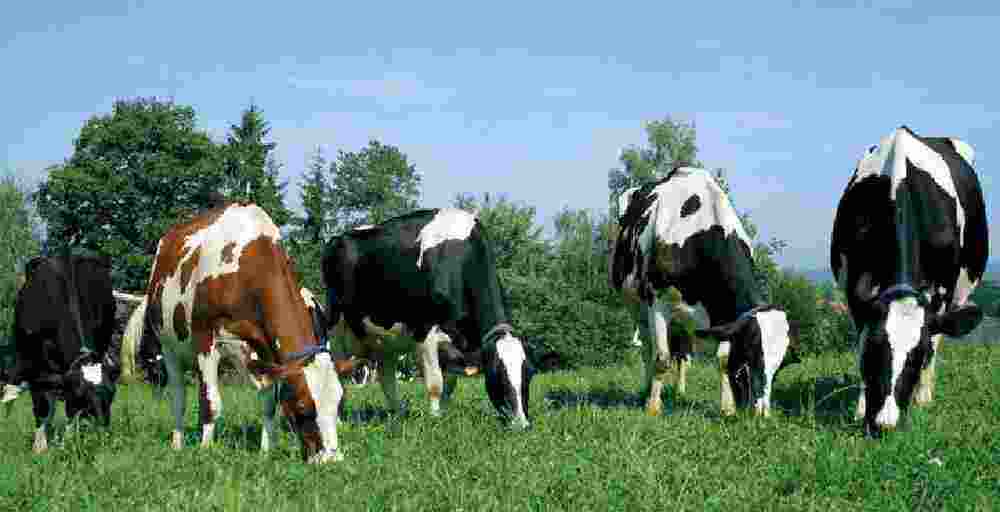 Қазақстан Даниядан 15 жылда 10,7 мың бас асыл тұқымды ірі қара мал сатып алды