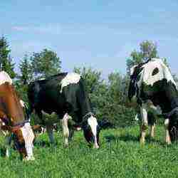 Қазақстан Даниядан 15 жылда 10,7 мың бас асыл тұқымды ірі қара мал сатып алды