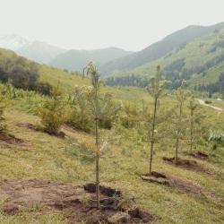 Іле Алатауы ұлттық паркінде &laquo;Журналистер аллеясы&raquo; ашылды