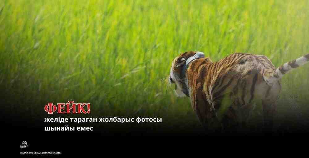 Фейк: Желіде тараған &laquo;жолбарыс&raquo; фотосы шындыққа сәйкес келмейді